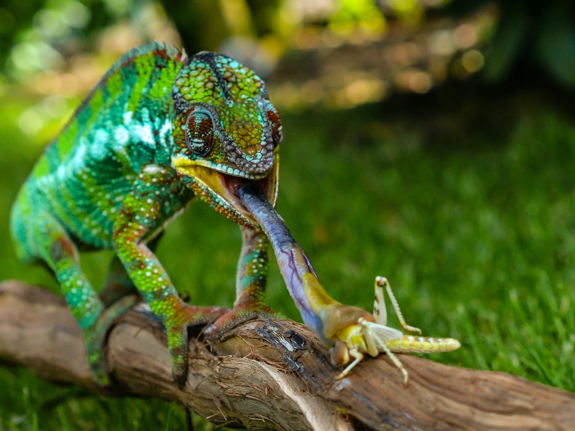 Download Animal Chameleon HD Wallpaper