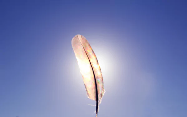 photography feather HD Desktop Wallpaper | Background Image