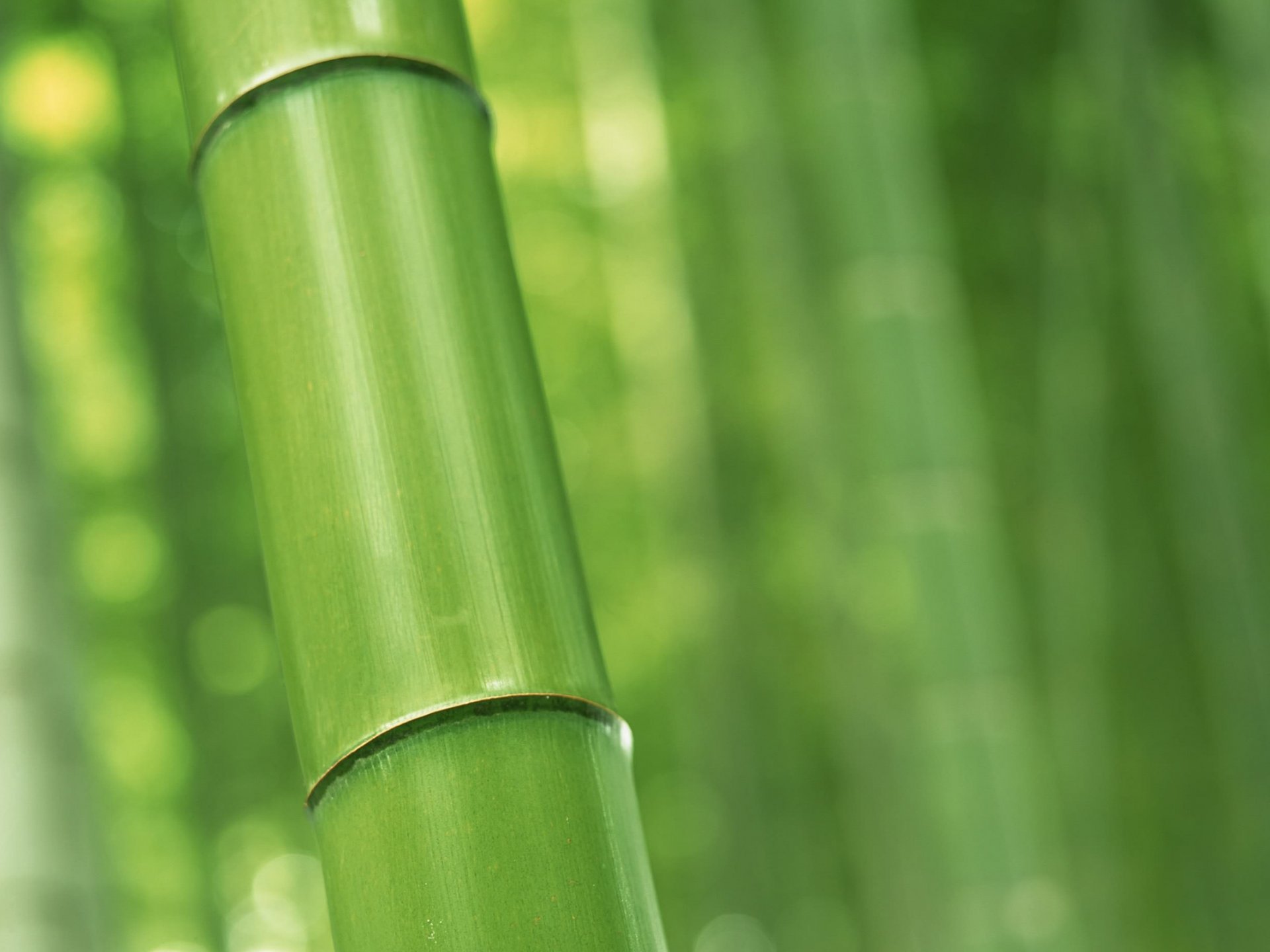 Premium Photo  Green bamboo background fresh leaves on tree as nature  ecology and environment concept generative ai