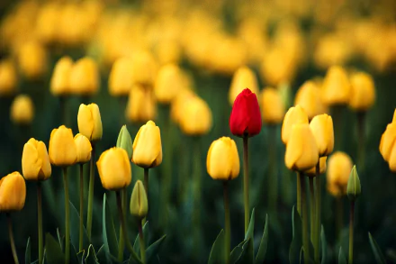 4K Ultra HD desktop wallpaper featuring a vibrant red tulip standing out among a field of yellow tulips in nature.