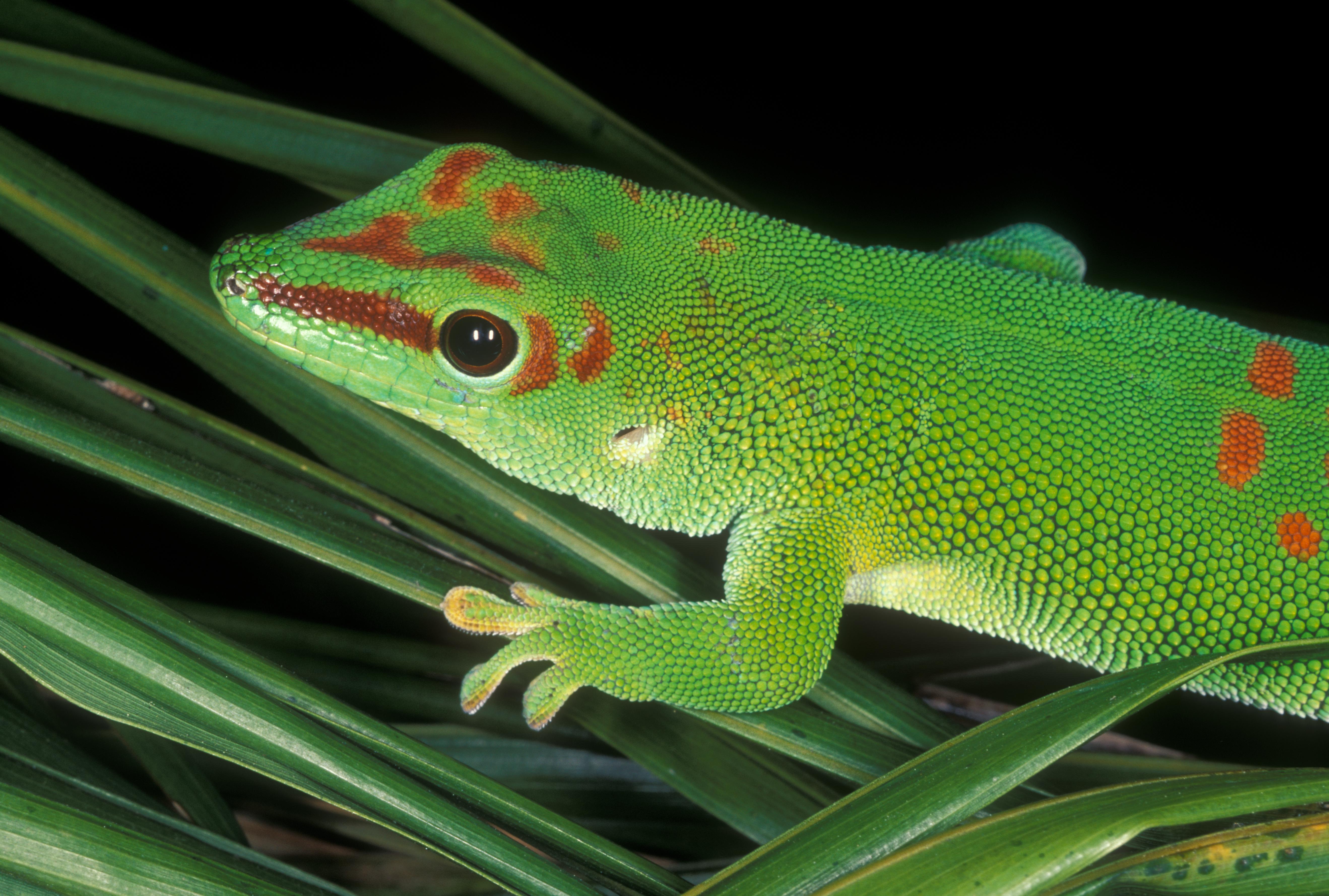 Download Animal Gecko 4k Ultra HD Wallpaper