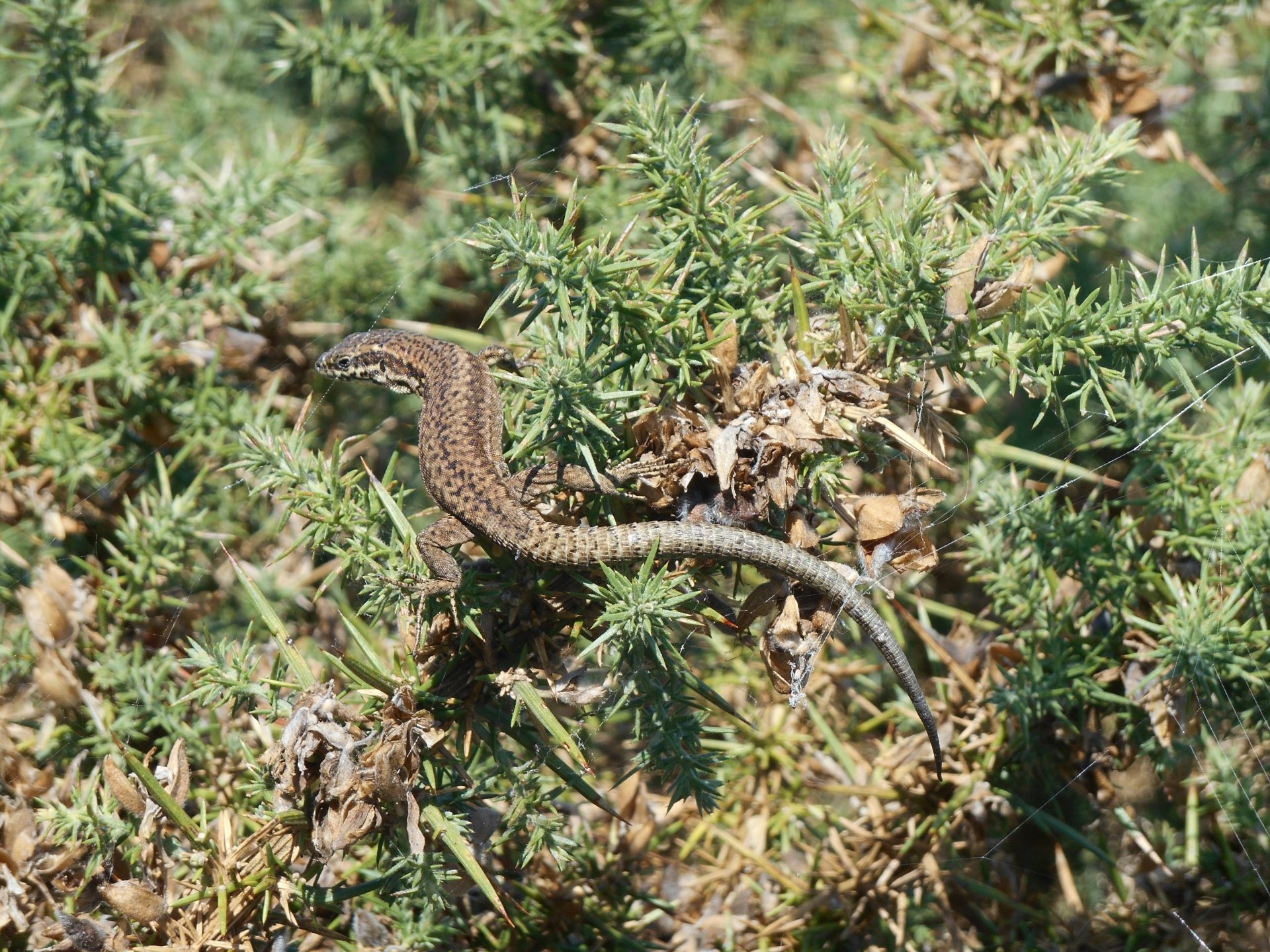 Download Animal Skink 4k Ultra HD Wallpaper