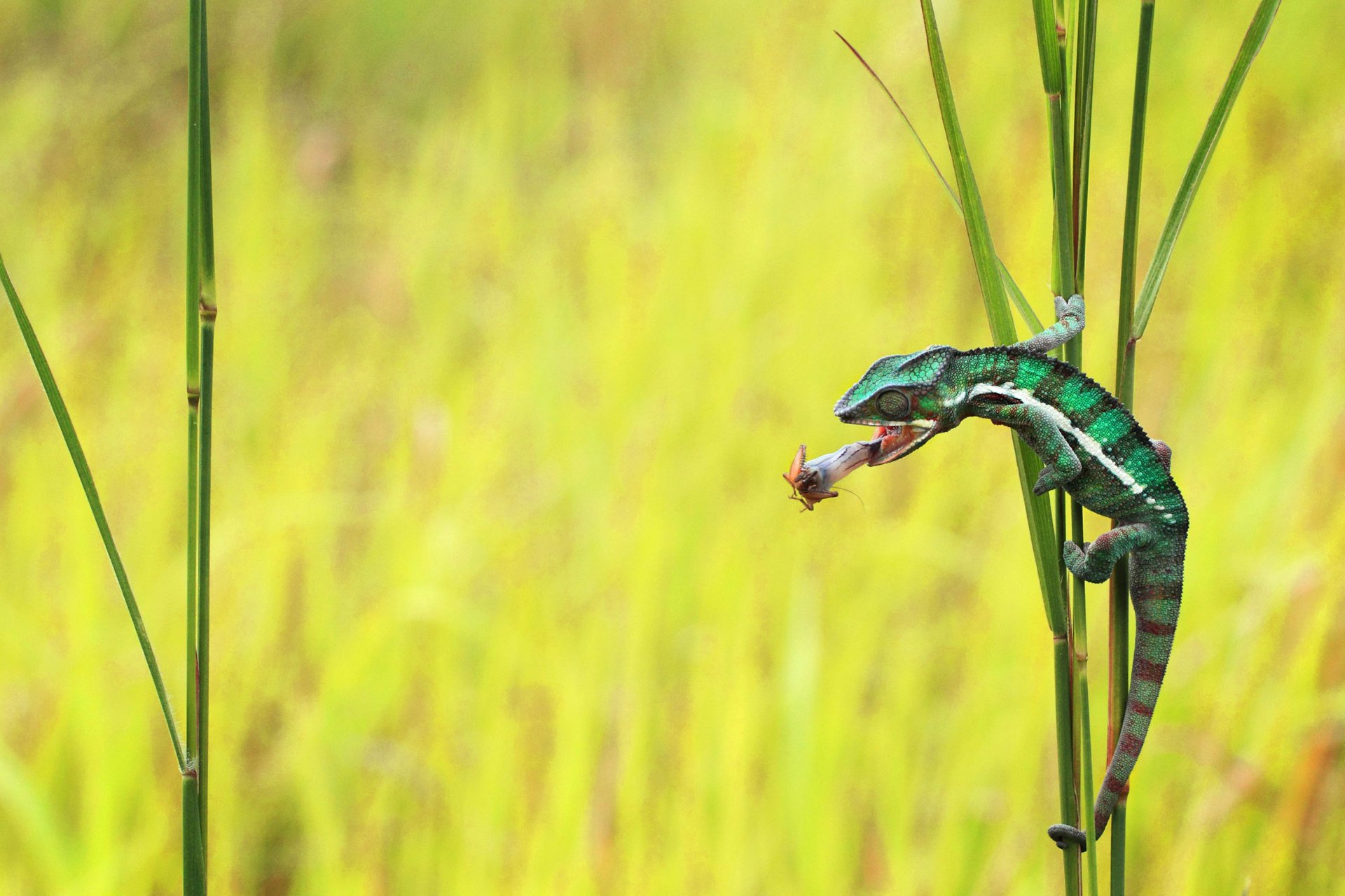 download-animal-chameleon-hd-wallpaper