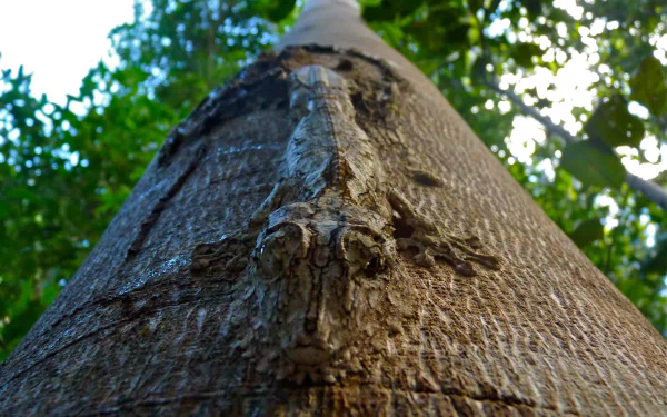 Animal gecko HD Desktop Wallpaper | Background Image