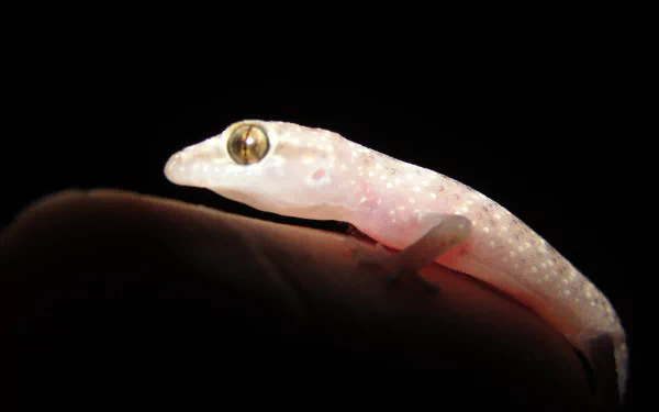 Animal gecko HD Desktop Wallpaper | Background Image
