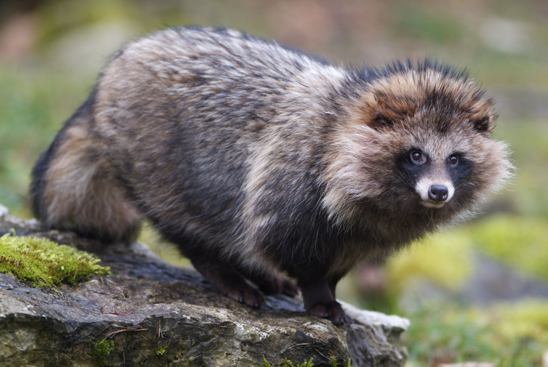 Download Animal Raccoon Dog 4k Ultra HD Wallpaper