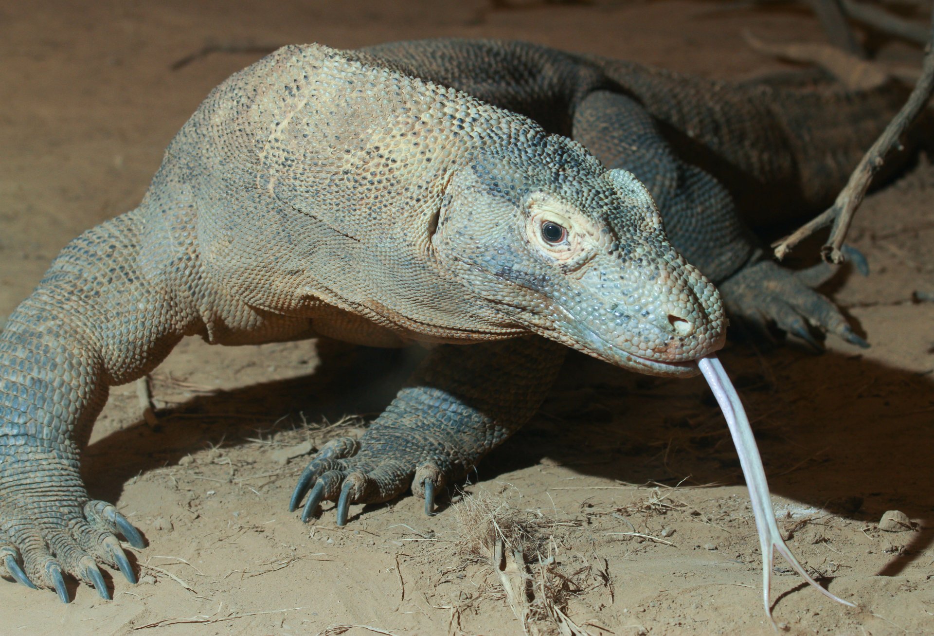 Download Animal Komodo Dragon 4k Ultra HD Wallpaper