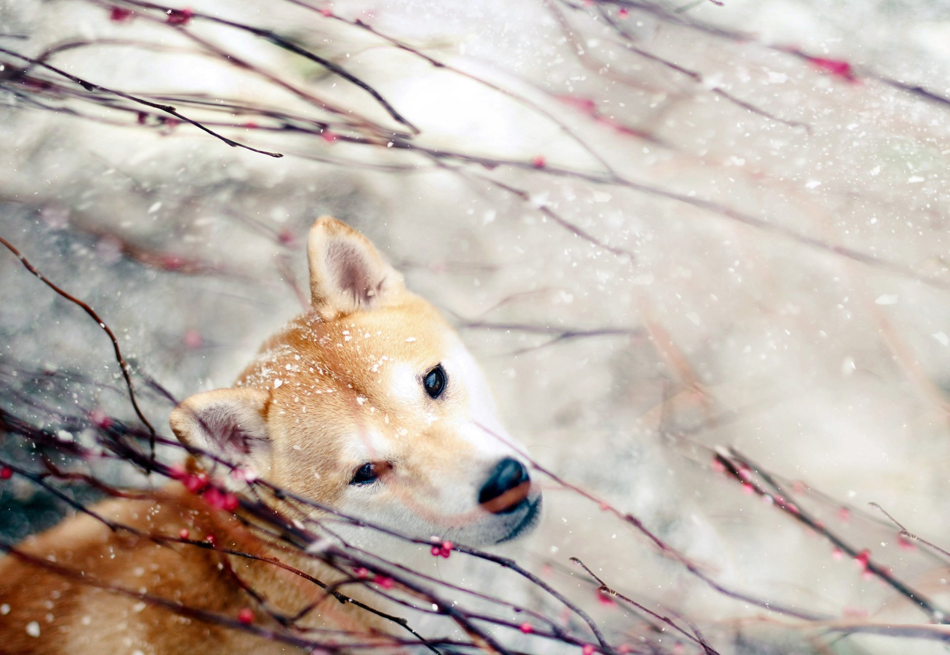 HD desktop wallpaper featuring a Shiba Inu dog amidst delicate snow-covered branches, highlighting the animal's alert expression in a serene winter setting.