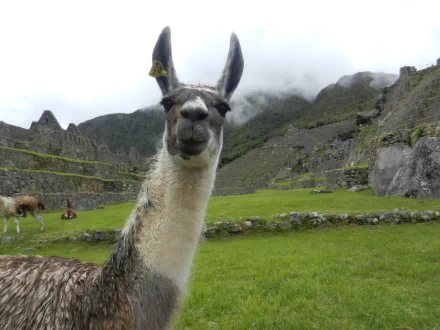 A close-up of a llama standing in green terraced ruins under a cloudy sky, captured in 4K Ultra HD as a PC desktop wallpaper and background.