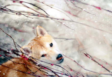 HD desktop wallpaper featuring a Shiba Inu dog amidst delicate snow-covered branches, highlighting the animal's alert expression in a serene winter setting.
