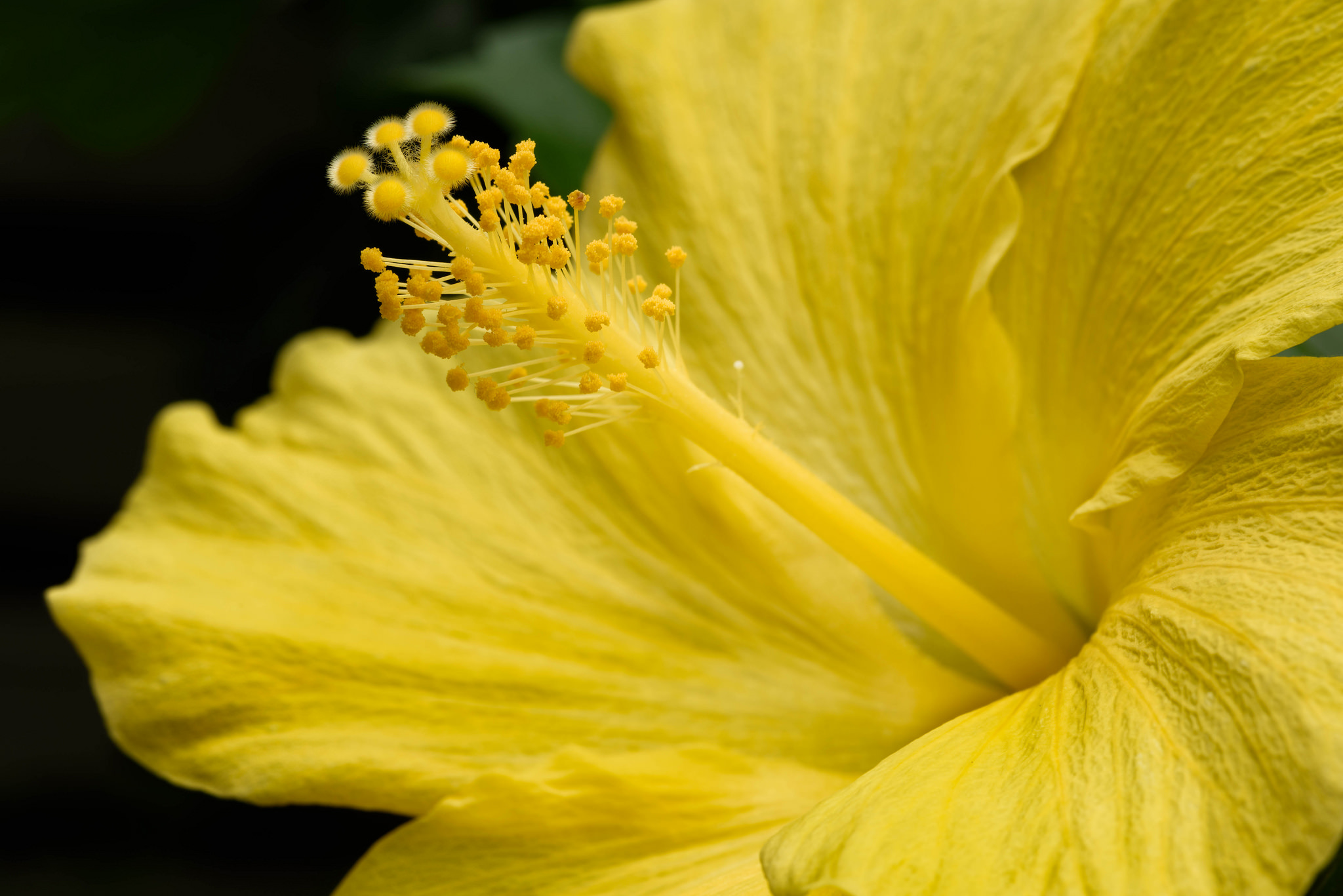Yellow Hibiscus by Joe deSousa