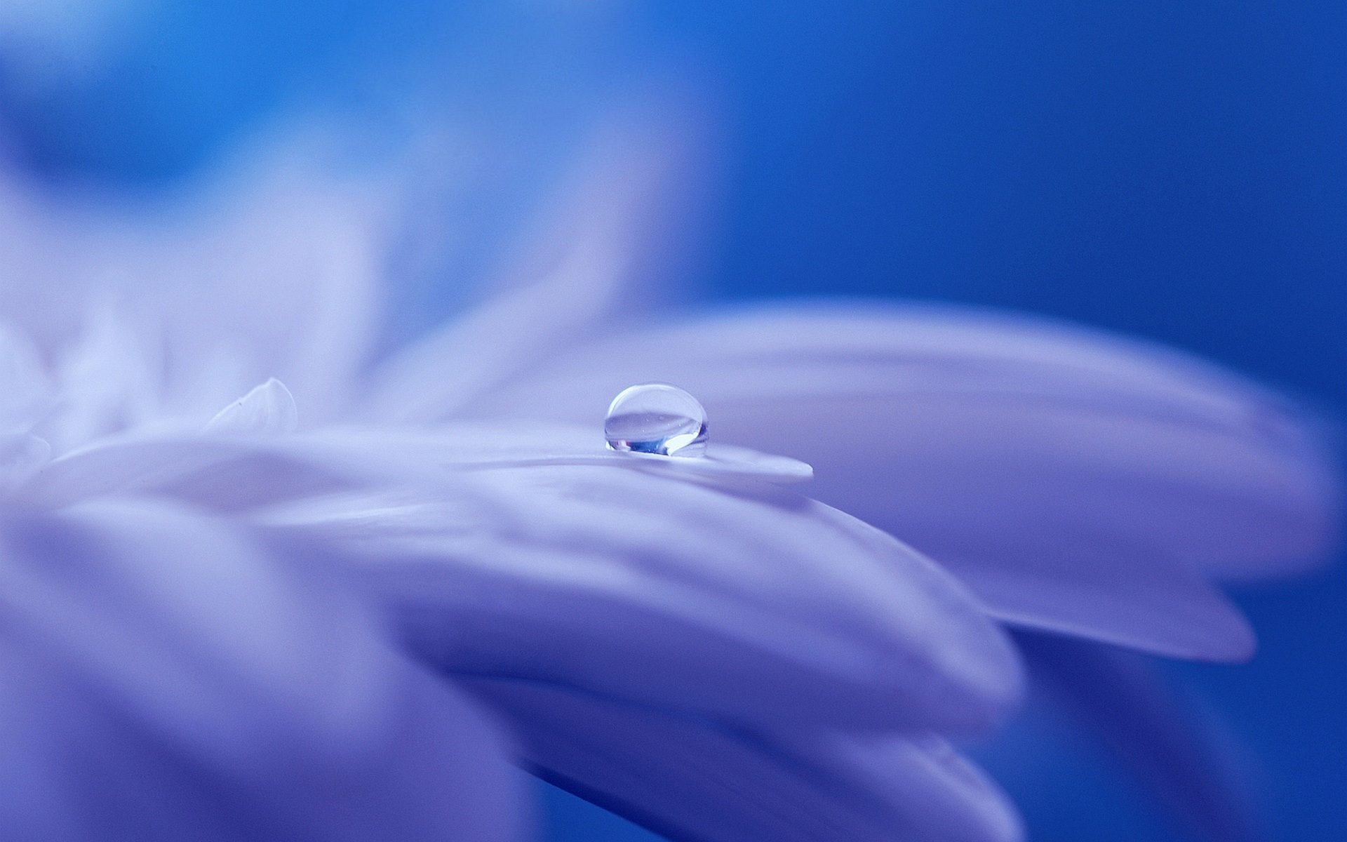 Close-up of a purple flower petal with a shimmering water drop, set against a soft blue background. This captivating image enhances any HD desktop wallpaper.