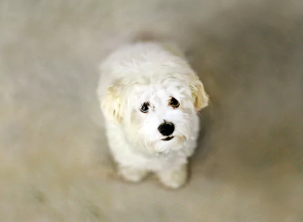 Animal maltese HD Desktop Wallpaper | Background Image