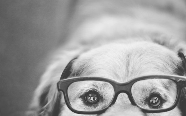 Animal Golden Retriever Dogs HD Wallpaper | Background Image
