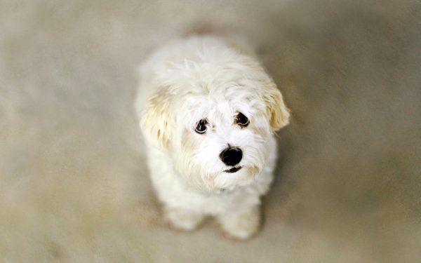 Animal Maltese Dogs HD Wallpaper | Background Image