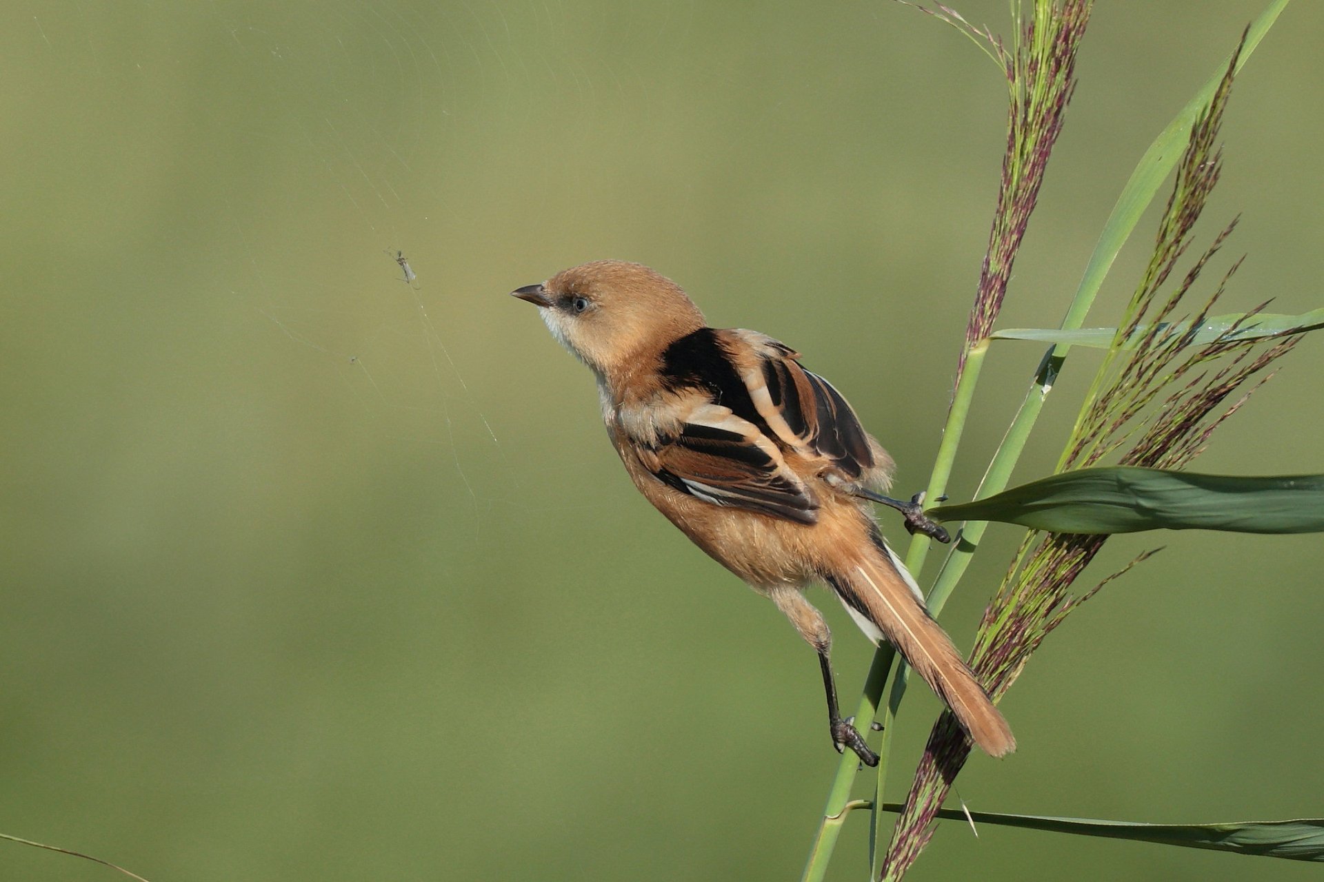 Download Animal Bearded Reedling HD Wallpaper by Hammerchewer