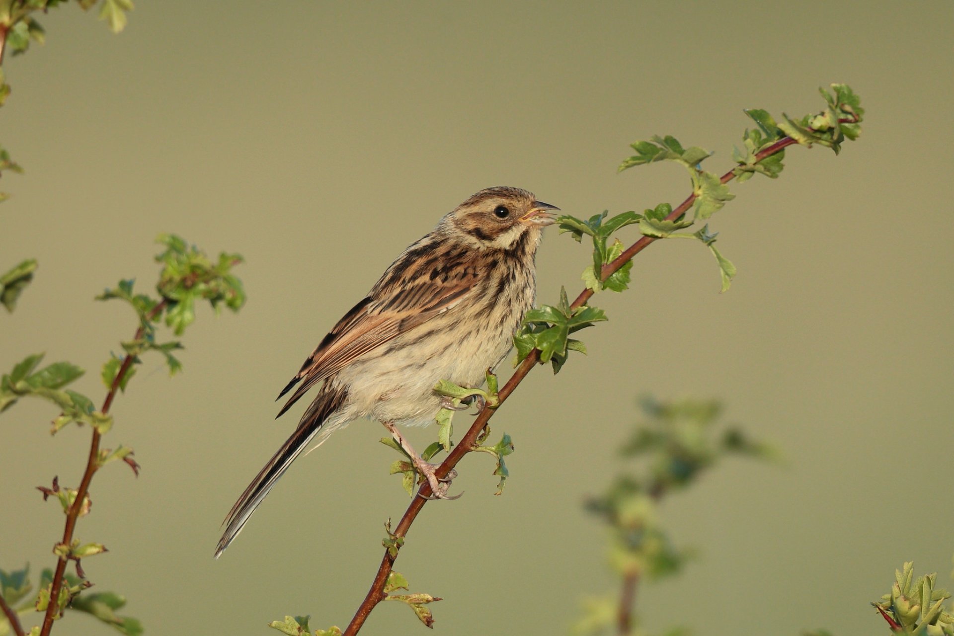 HD PC desktop wallpaper featuring a detailed close-up of a bunting bird perched on a thorny branch against a soft green background.