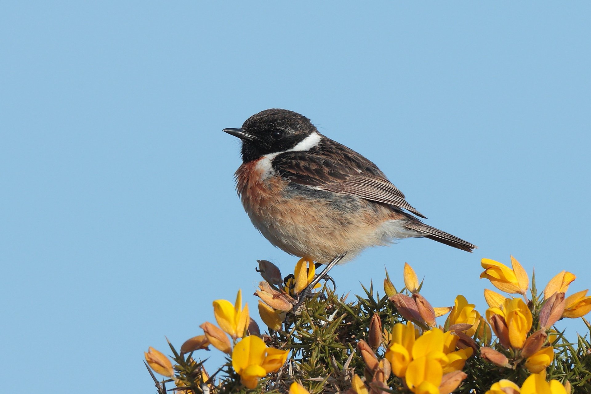 Download Bird Animal Stonechat HD Wallpaper by Hammerchewer