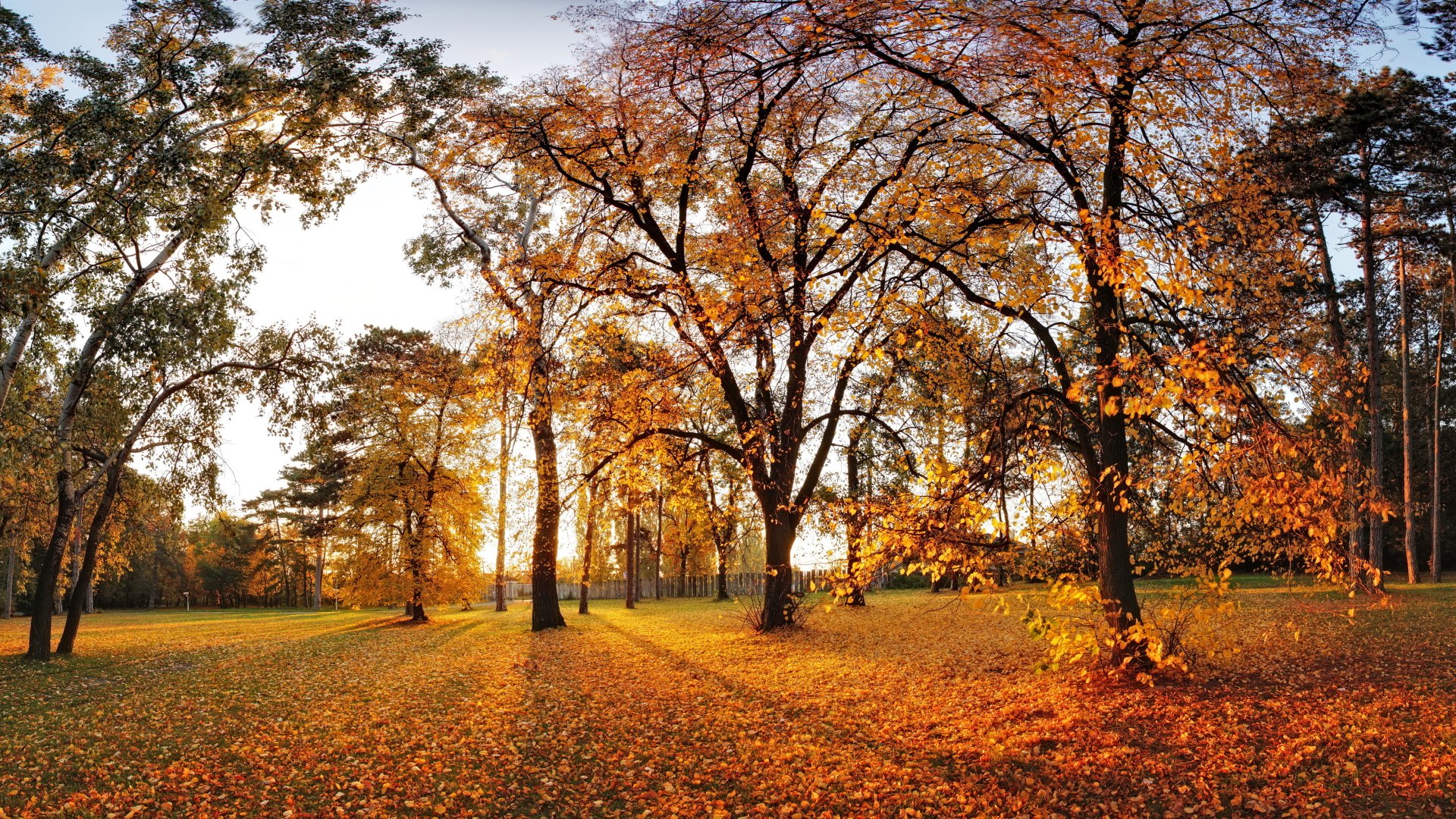 Download Leaf Landscape Nature Tree Fall Photography Park 4k Ultra HD ...