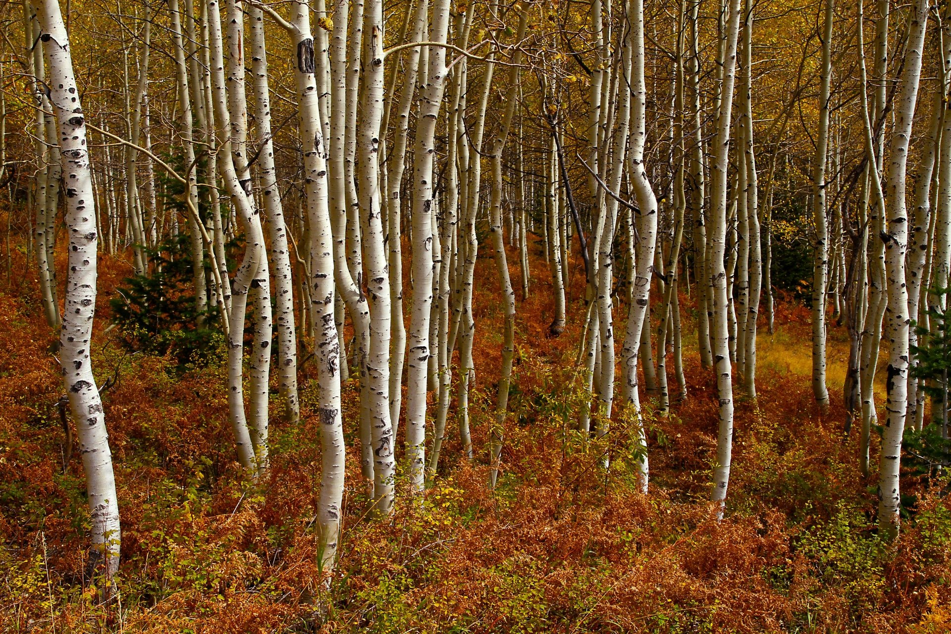 Download Nature Birch 4k Ultra HD Wallpaper