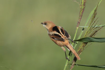 Animal bearded reedling HD Desktop Wallpaper | Background Image