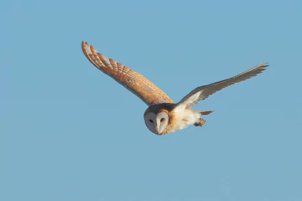 HD desktop wallpaper featuring a barn owl in mid-flight against a clear blue sky, capturing the bird's graceful wings and distinctive facial features.