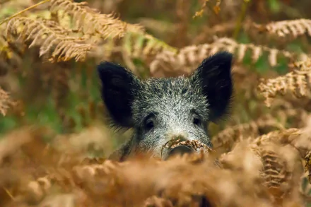 Animal boar HD Desktop Wallpaper | Background Image