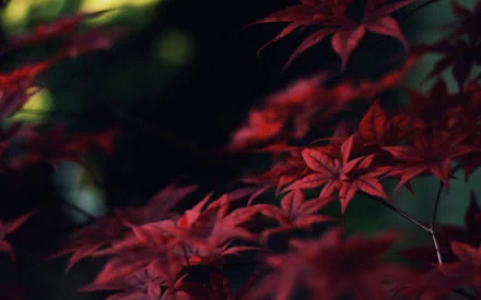 A vibrant close-up of red maple leaves against a dark background, showcasing the beauty of nature. This HD wallpaper offers a striking natural scene for any desktop.
