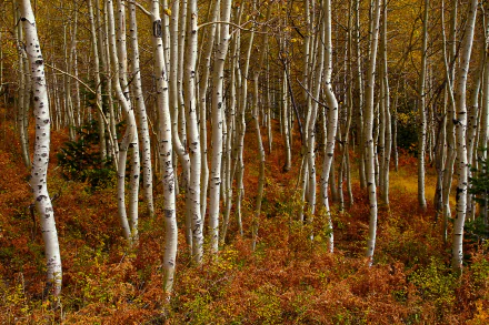nature birch HD Desktop Wallpaper | Background Image