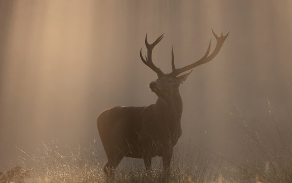Animal Deer HD Wallpaper | Background Image