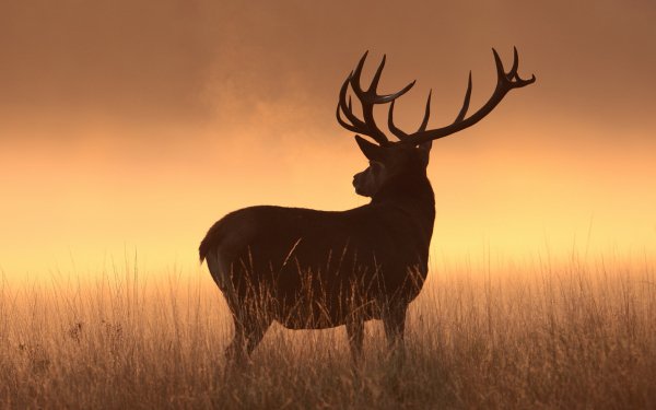 Animal Deer Stag Silhouette Wildlife HD Wallpaper | Background Image