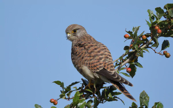 HD desktop wallpaper featuring a kestrel perched on a branch with berries against a clear blue sky.