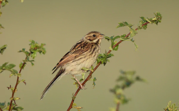 HD PC desktop wallpaper featuring a detailed close-up of a bunting bird perched on a thorny branch against a soft green background.