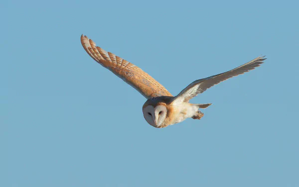 Animal barn owl HD Desktop Wallpaper | Background Image