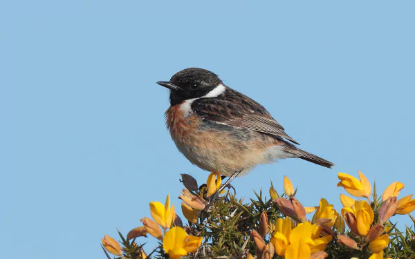 bird Animal Stonechat HD Desktop Wallpaper | Background Image