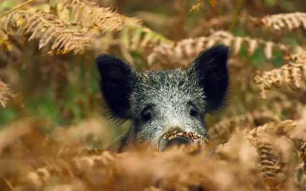 Animal boar HD Desktop Wallpaper | Background Image