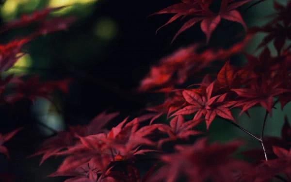 A vibrant close-up of red maple leaves against a dark background, showcasing the beauty of nature. This HD wallpaper offers a striking natural scene for any desktop.