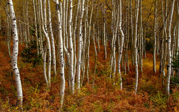 nature birch HD Desktop Wallpaper | Background Image