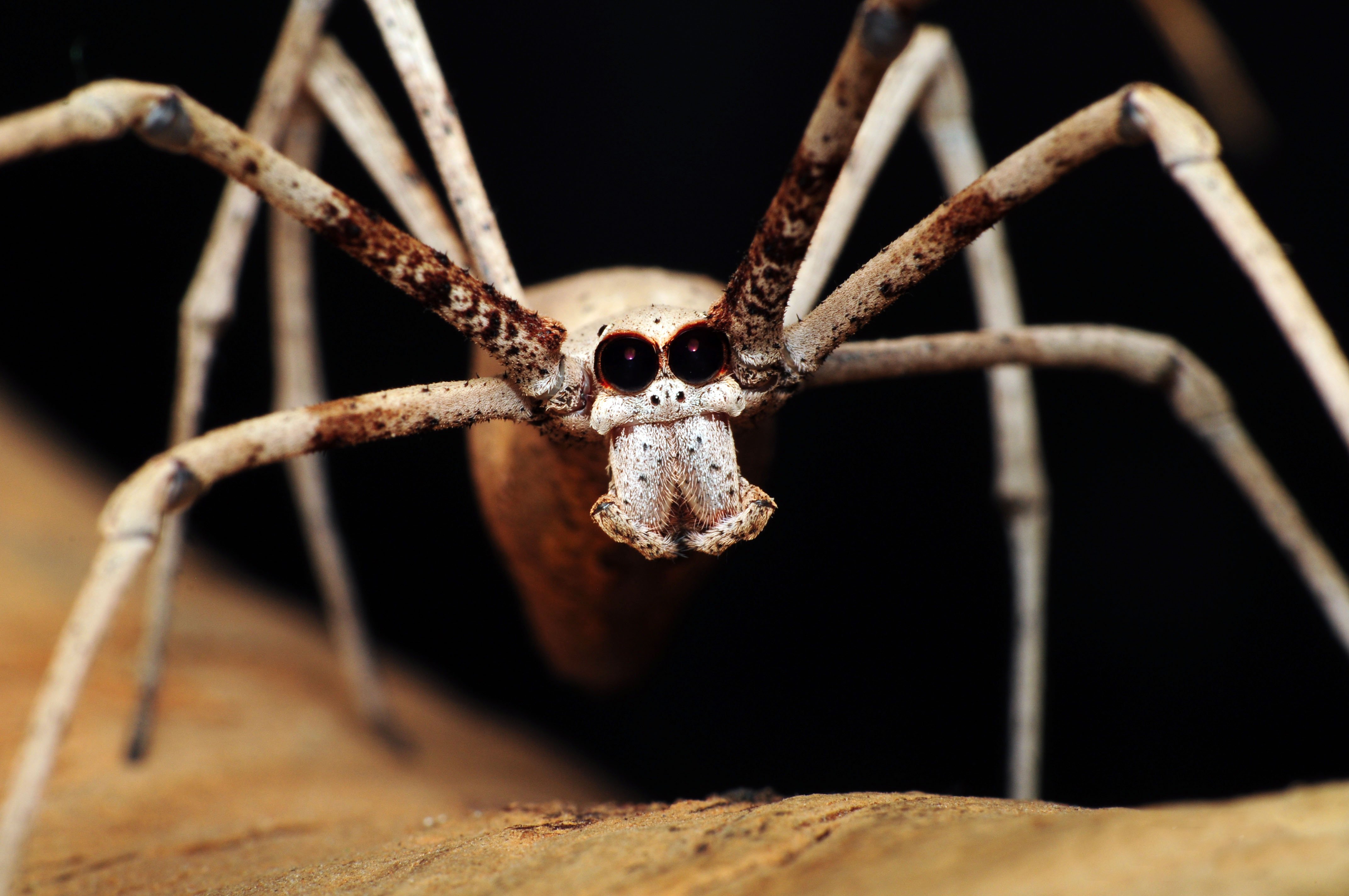 Animal Spider Wallpaper