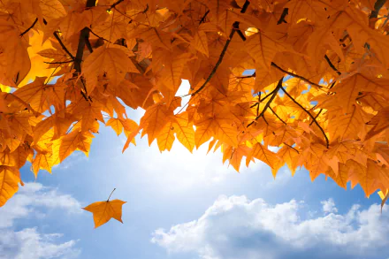 A vibrant canopy of golden maple leaves against a bright sky, capturing the essence of fall in stunning 4K Ultra HD detail.