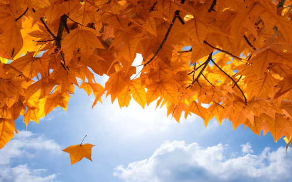 A vibrant canopy of golden maple leaves against a bright sky, capturing the essence of fall in stunning 4K Ultra HD detail.