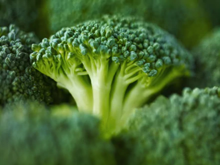 food broccoli HD Desktop Wallpaper | Background Image
