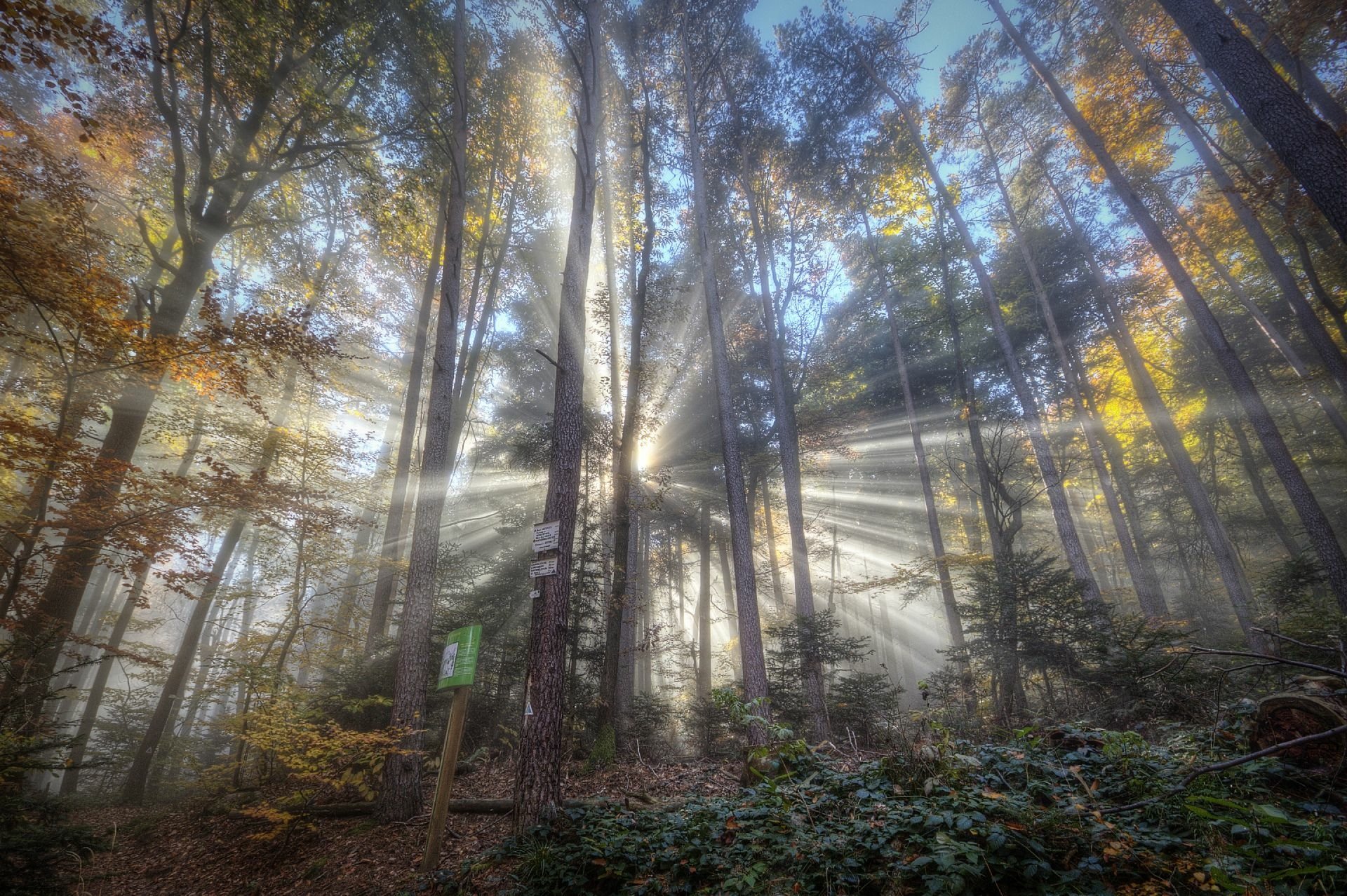 HD PC desktop wallpaper: nature scene — misty forest with sunbeam rays piercing tall trees, autumn foliage and lush undergrowth.