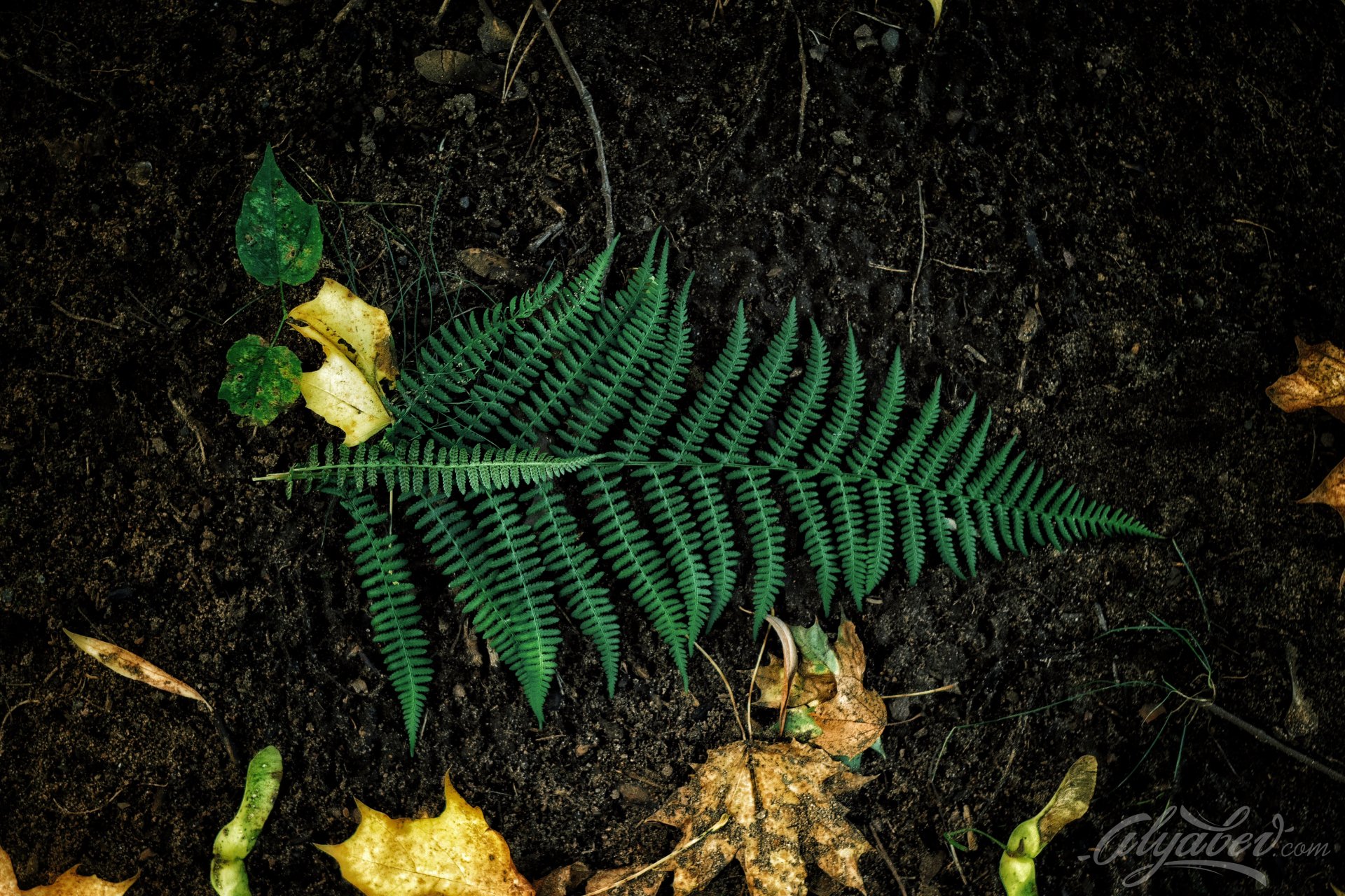 Roman Alyabev by vinilgod