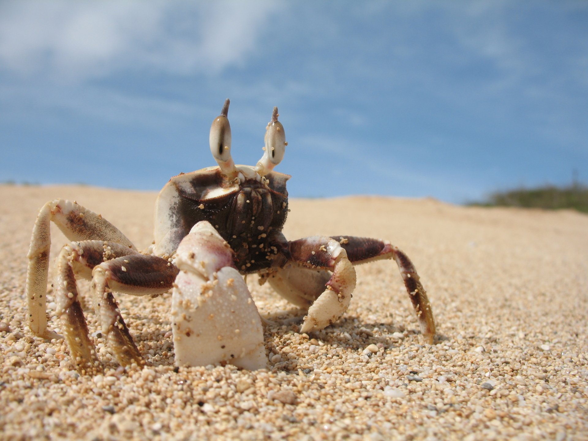 Download Animal Crab HD Wallpaper