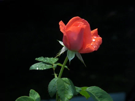 A stunning red rose with droplets on its petals stands out against a dark background, captured in high definition, making it a beautiful nature-themed desktop wallpaper.