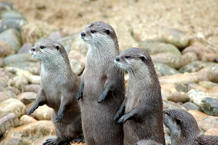  Small-clawed Otter