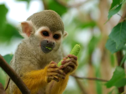 Close-up of a squirrel monkey eating fruit against a green bokeh background, captured in high definition for a vibrant PC desktop wallpaper.