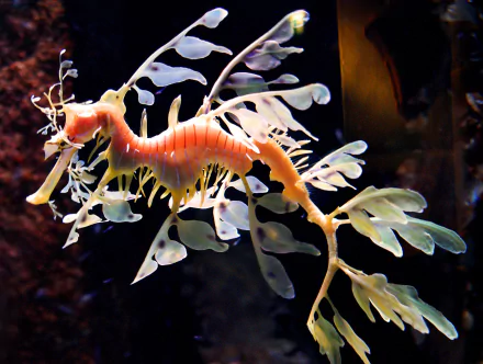 seahorse Animal leafy seadragon HD Desktop Wallpaper | Background Image