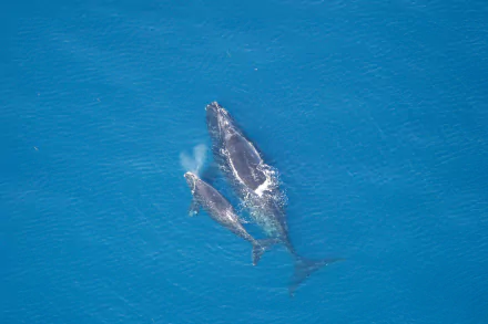  Right Whale